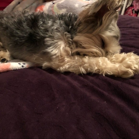 Meet your Posher, Kennedy - Picture 1 of 1